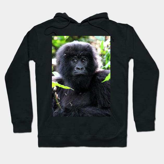 "What are you going to do to me?" Juvenile Mountain Gorilla Hoodie by Carole-Anne